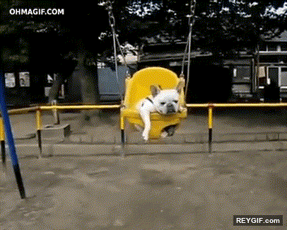 GIF animado (94674) Los perros tambien saben como divertirse bueno algo asi