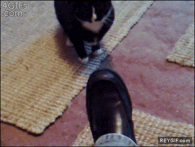 GIF animado (91587) Lucha epica entre un gato y un zapato