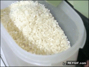 GIF animado (94803) Mama hay algo extrano en el arroz