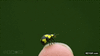 GIF animado (93296) Mariquita volando a camara lenta