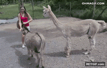 GIF animado (94966) Me da la sensacion de que a este burro no le cae demasiado bien esta alpaca