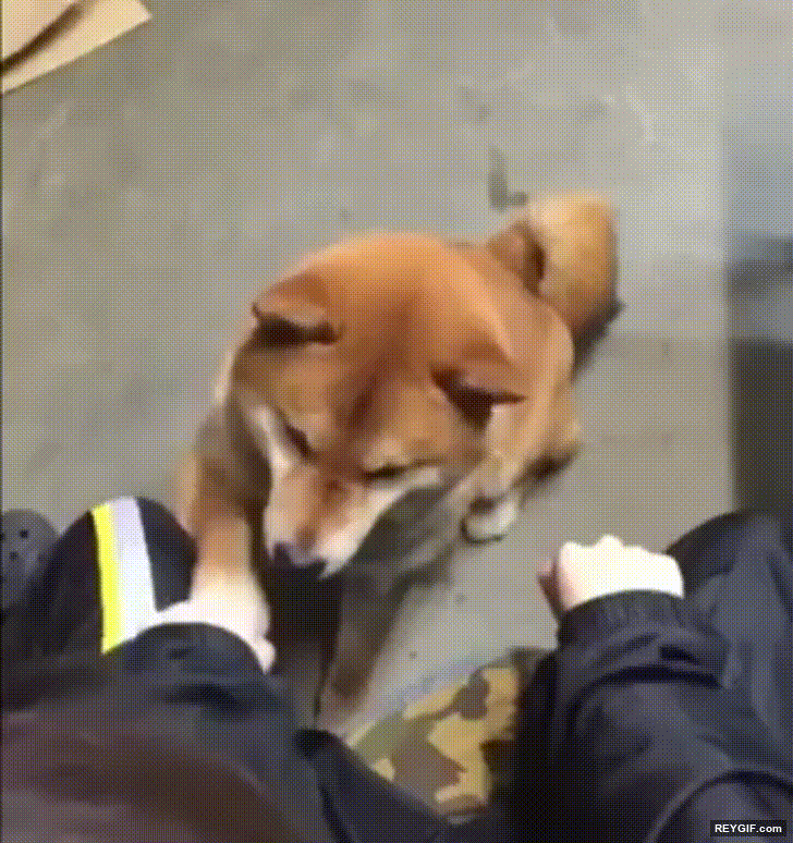 GIF animado (96232) Me has traicionado y no te lo voy a perdonar nunca