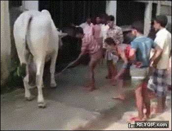 GIF animado (94688) Me temo que esta vaca no se va a dejar tocar tan facilmente