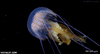 GIF animado (92421) Medusa