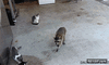 GIF animado (92729) Mira fijate bien yo tambien soy un gato asi que puedo llevarme lo que quiera
