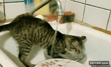 GIF animado (91018) Mira quien lava los platos