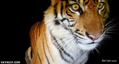 GIF animado (90649) Mirada de tigre