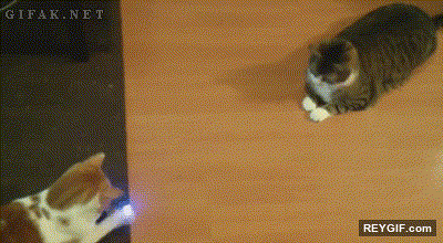 GIF animado (93227) Mis gatos ahora juegan al pong