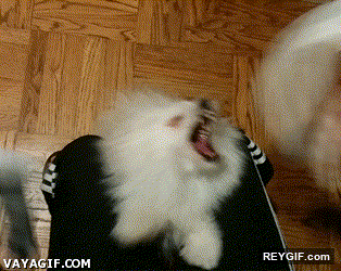GIF animado (94736) Multi ataque de calcetines desencadenando la locura canina