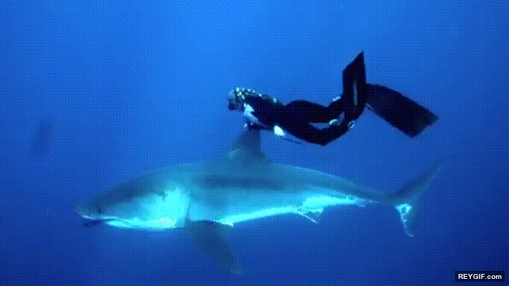 GIF animado (95665) Nadando amistosamente con un gran tiburon blanco