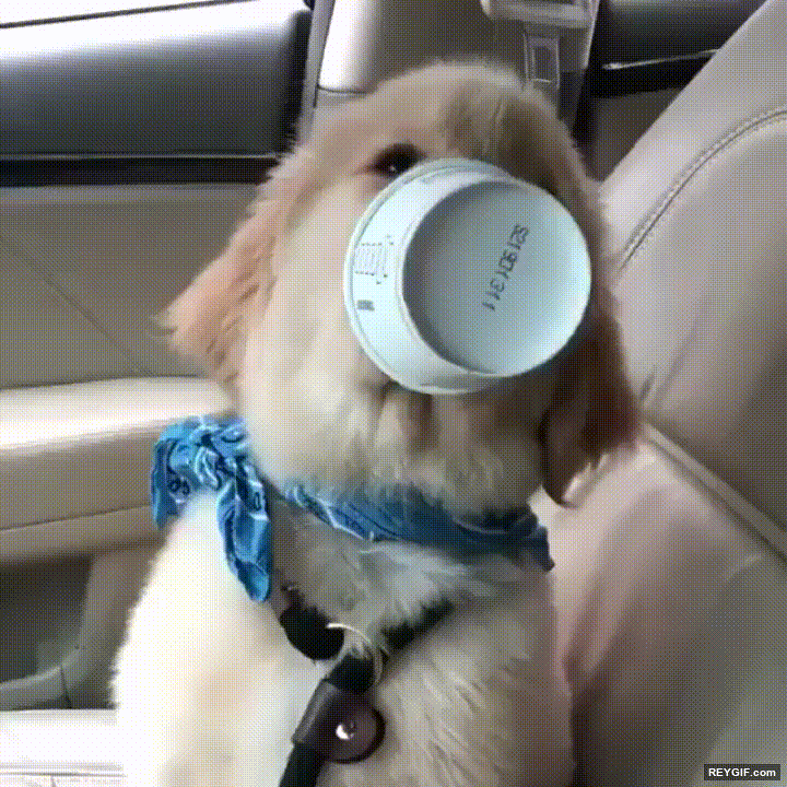 GIF animado (95685) Nadie disfruta el cafe matutino tanto como mi perro