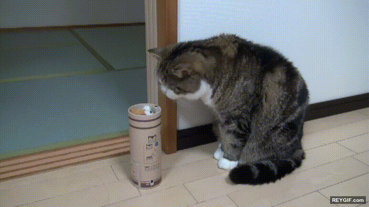 GIF animado (96401) No es el gato con los reflejos mas rapidos del mundo desde luego