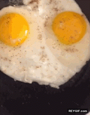 GIF animado (95458) No estas loco lo parece pero esos dos huevos no te estan hablando