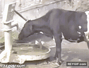 GIF animado (93378) No me puedo creer que la vaca sepa accionar la bomba de agua para beber