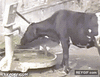 GIF animado (93378) No me puedo creer que la vaca sepa accionar la bomba de agua para beber