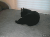 GIF animado (93333) No molesteis al gato ninja mientras hace sus cosas