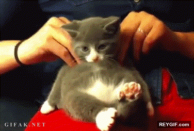 GIF animado (93847) No parece que le desagraden los masajes a este gatito