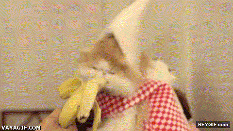 GIF animado (93377) No se que es mas raro la forma de comer platano del gato o su atuendo