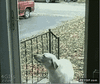 GIF animado (91748) No se si el hombre puede atravesar cristales o el perro es tonto