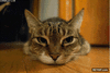 GIF animado (95036) No se si es cambio de perspectiva o que el gato se ha engordado un poquito