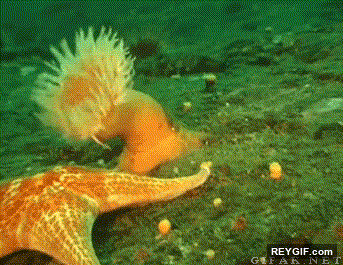 GIF animado (94959) No tenia ni idea de que las anemonas pudieran nadar