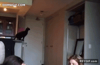 GIF animado (92992) No todos los gatos son ninjas