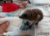 GIF animado (94340) Nunca pelees con un puercoespin ellos no daran tregua