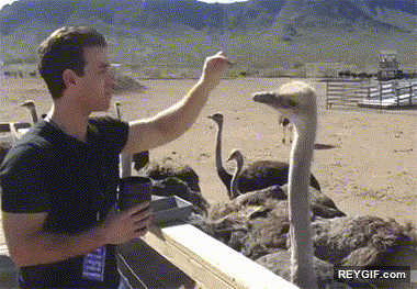 GIF animado (94373) Nunca vaciles a una avestruz y mas si hay comida de por medio