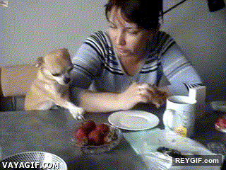 GIF animado (95129) Oh dios mio quiero comer fresas pero estoy a dieta pero es que me encantan