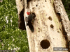 GIF animado (93976) Pajaro carpintero luchando contra una serpiente que le ha robado el nido