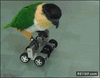 GIF animado (92398) Pajaro motorizado