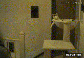 GIF animado (93410) Para que luego digan que los gatos pasan de sus amos high five misifu