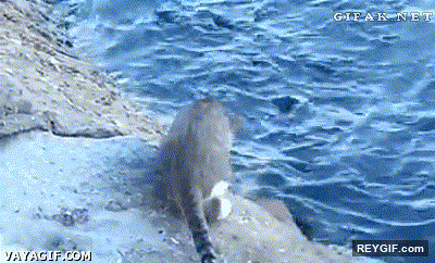 GIF animado (94980) Para que una cana de pescar si tengo un gato pescador