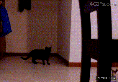 GIF animado (92770) Para ser un autentico gato ninja aun te queda mucho por aprender pequeno gatito