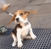 GIF animado (96391) Parece que marilyn monroe se ha reencarnado en este perro