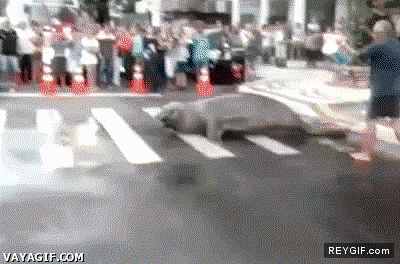 GIF animado (91645) Paso de cebra no paso de foca