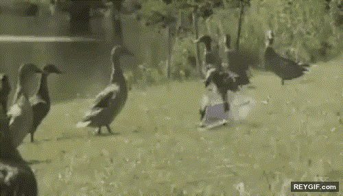 GIF animado (96075) Patos que pueden hacer el moonwalk como michael jackson