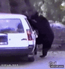GIF animado (91303) Pedobear ataca de nuevo