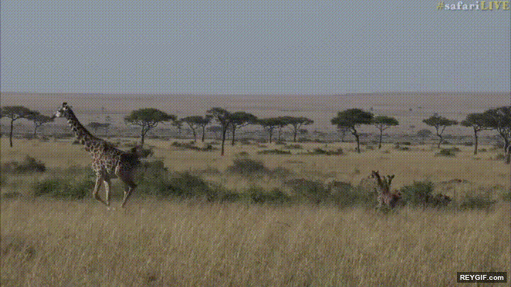 GIF animado (96339) Pequena jirafa intentando seguir a su madre
