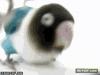 GIF animado (93980) Periquito tio un poco de marcha que es sabado