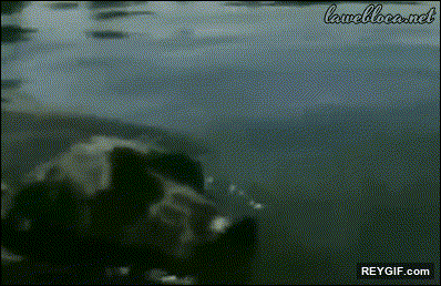 GIF animado (94761) Perro al rescate del gatito que se ahogaba