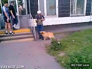 GIF animado (92342) Perro cobarde o gato valiente