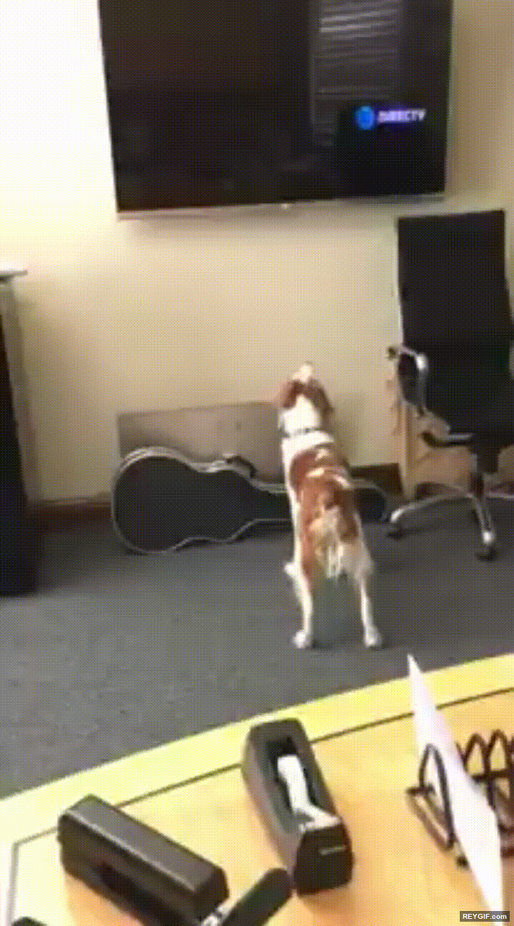 GIF animado (95551) Perro enganchado a ver el logo de una tele rebotando