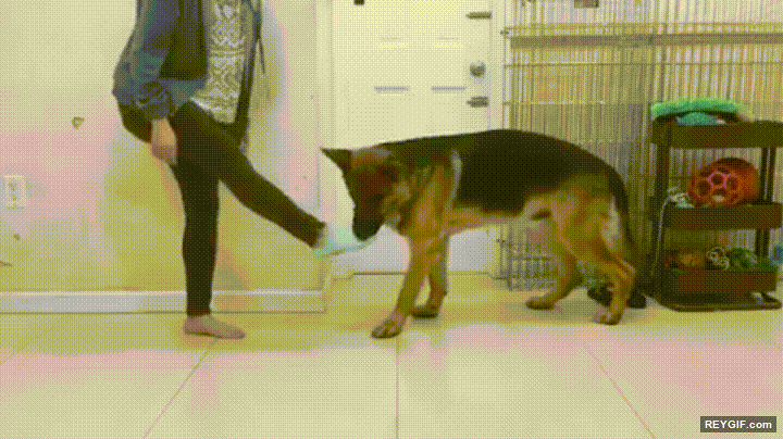 GIF animado (95213) Perro entrenado para que te ayude a quitarte la ropa