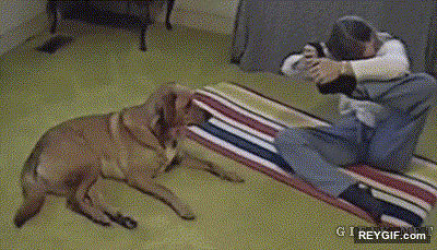 GIF animado (93261) Perro haciendo yoga con su humana bastante mejor que ella todo sea dicho