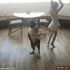 GIF animado (96583) Perro imitando los movimientos de baile de la pequena de la casa