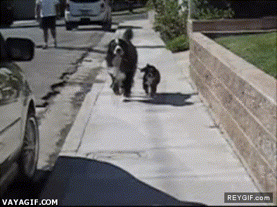 GIF animado (92551) Perro paseando a perro