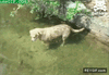 GIF animado (90198) Perro pescador