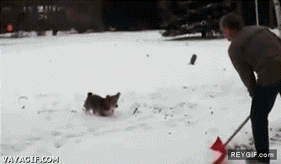 GIF animado (92592) Perro que hace backflips con la nieve