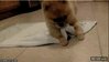 GIF animado (92317) Perro se convierte en un burrito